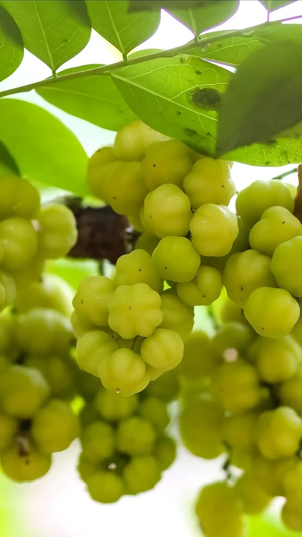 Star_Gooseberry_Plant_|_Grafted_And_Hybrid_Plants