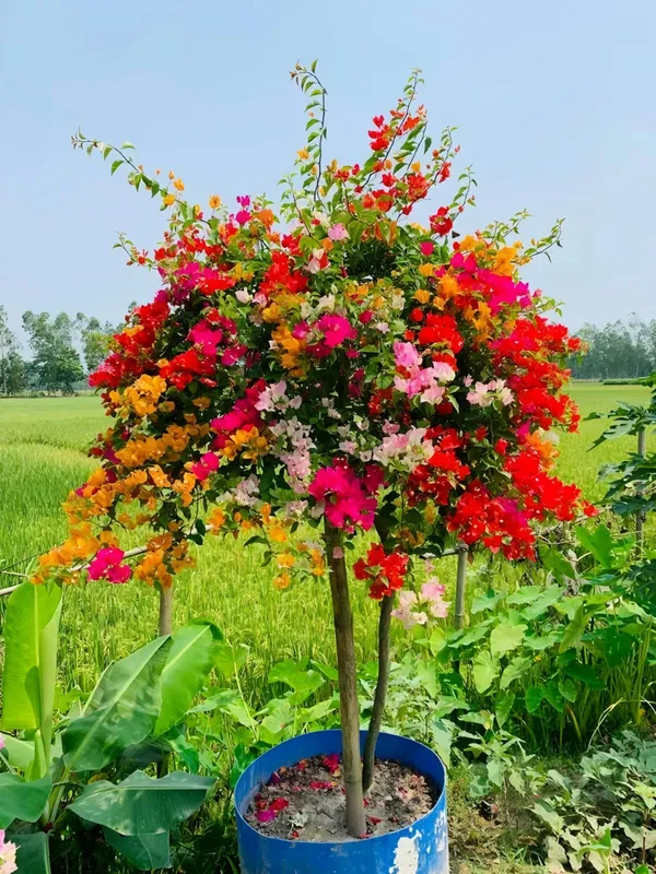 フラワー・ガーデニング uyiyiytiy Plant Gardening EXOTIC FLOWER PLANT - Buy EXOTIC FLOWER PLANT from
