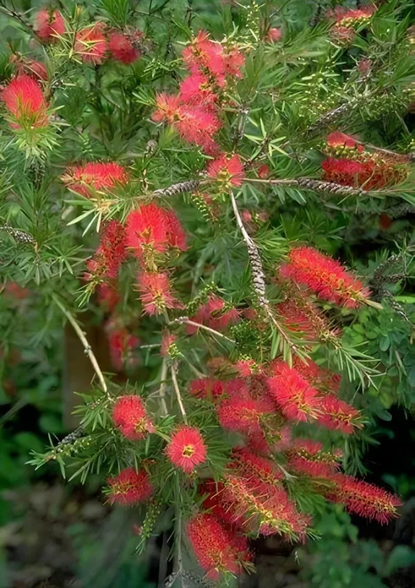 Bottle_Brush_Flower_Plant_Dwarf