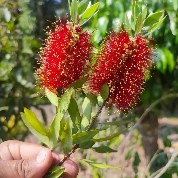 Bottle_Brush_Flower_Plant_Dwarf