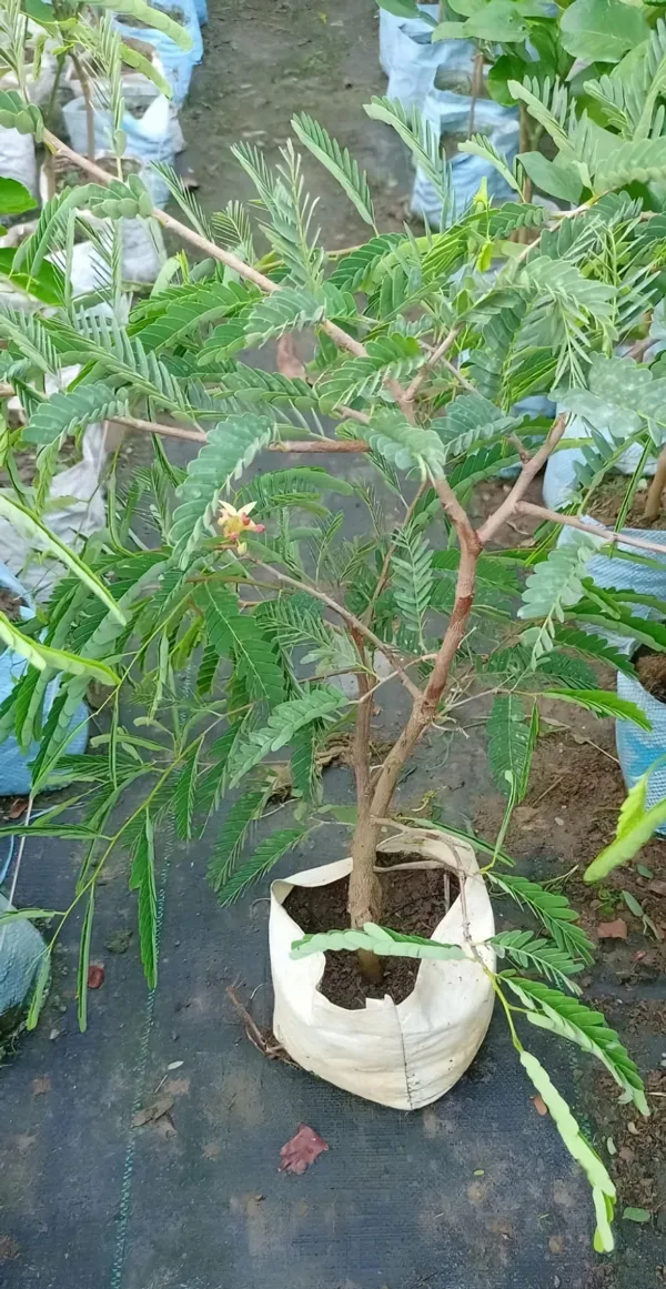 Sweet_Tamarind_Plant_|_Grafted_and_Hybrid_Plant