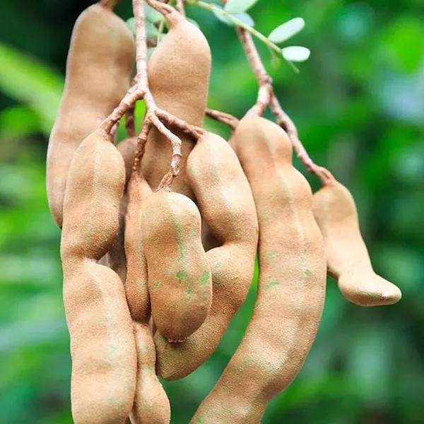 Sweet_Tamarind_Plant_|_Grafted_and_Hybrid_Plant