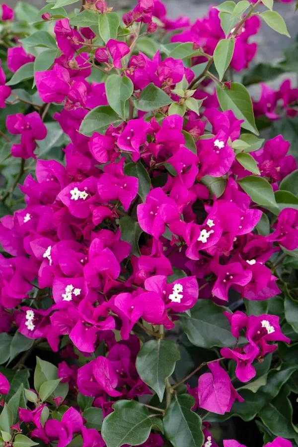 Vera_Deep_Purple_Bougainville