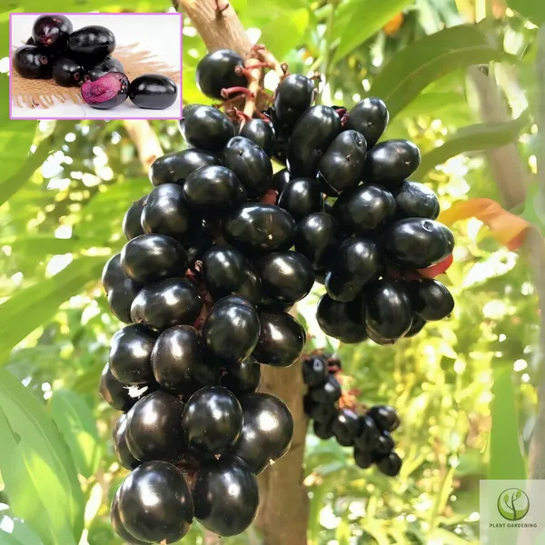 Java_Jamun_Plant