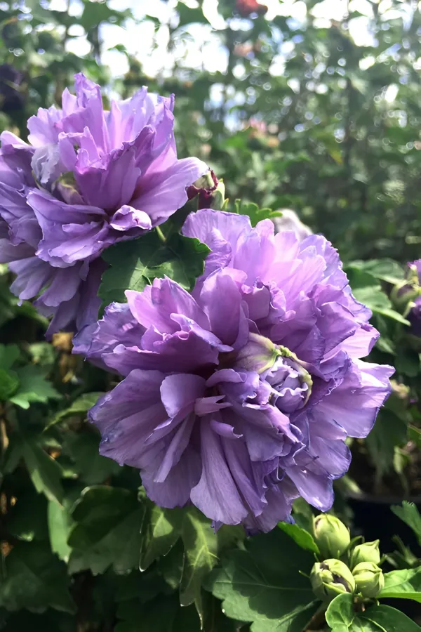 Blueberry_Hibscus