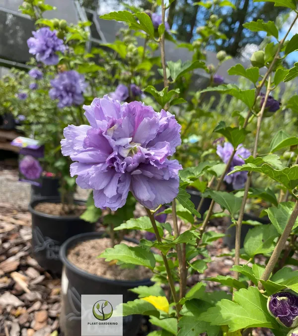 Blueberry_Hibscus