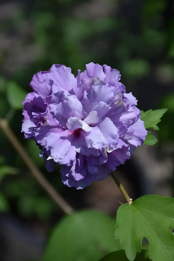 Blueberry_Hibscus