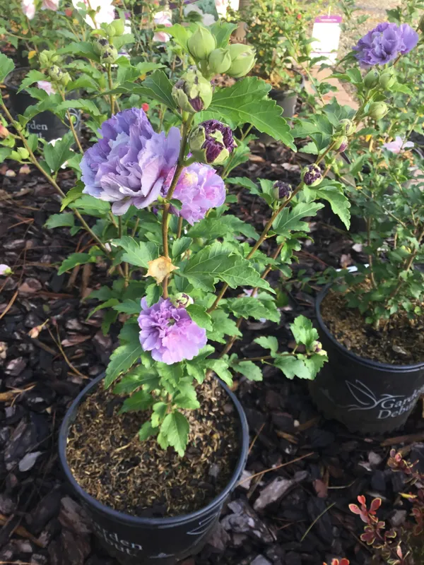 Blueberry_Hibscus
