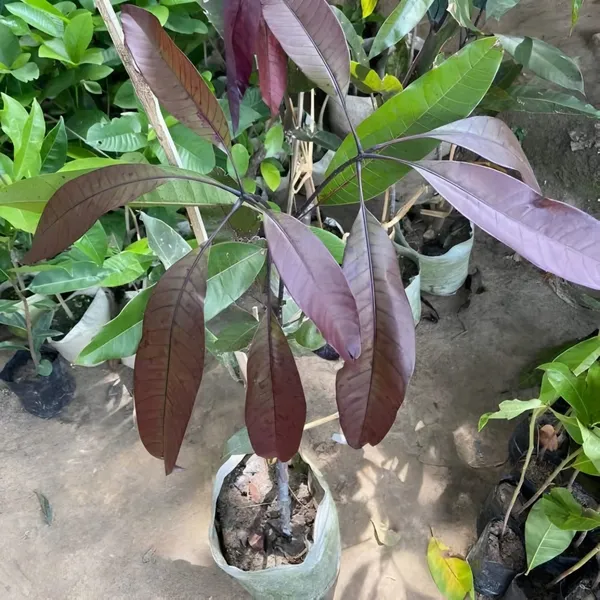 Kasturi_Black_Mango