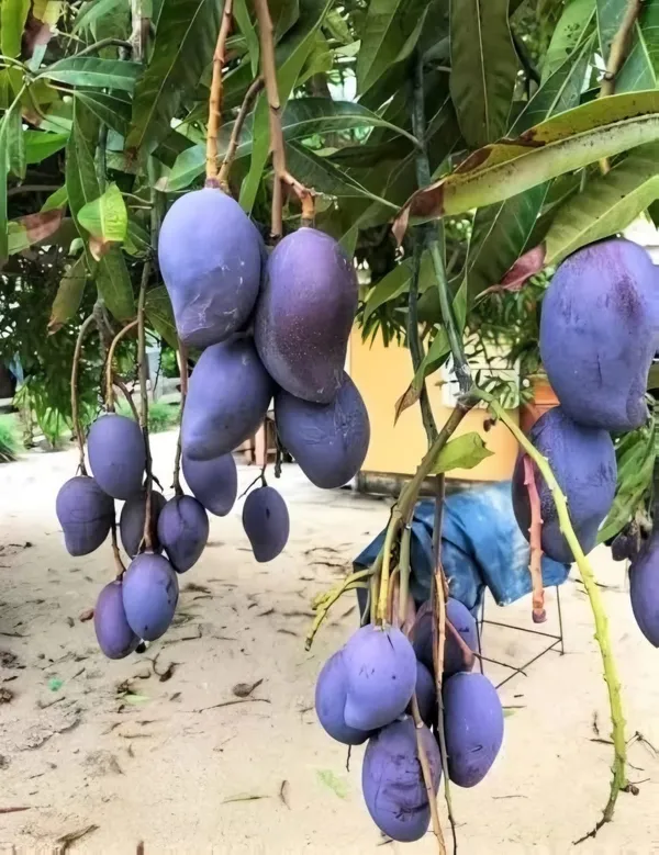 Kasturi_Black_Mango