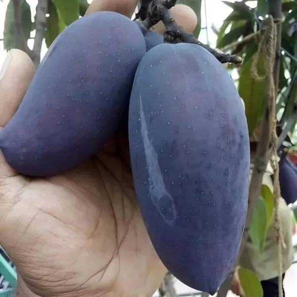 Kasturi_Black_Mango