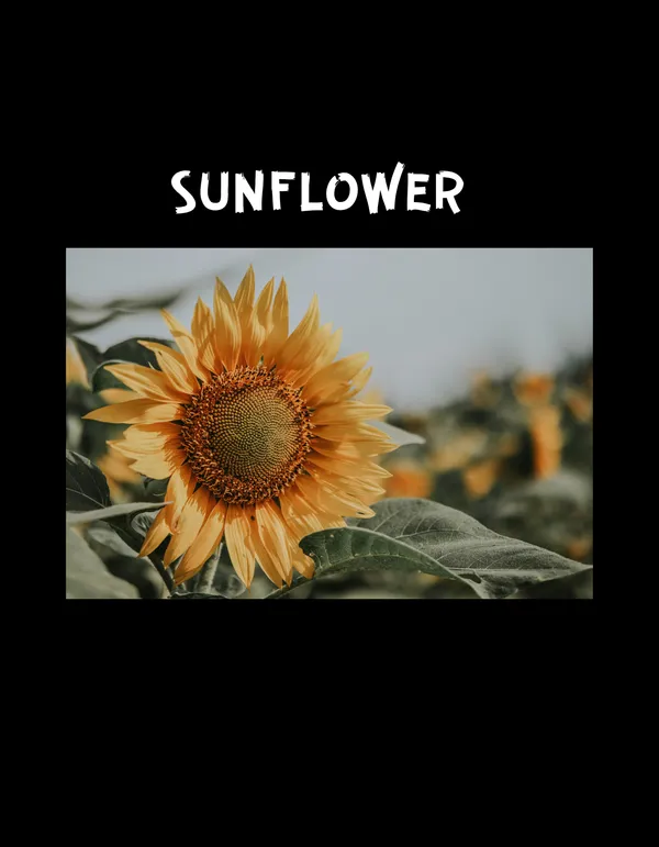 Black_Sunflower_Printed_Cotton_Regular_Fit_T-Shirt_|_For_Unisex