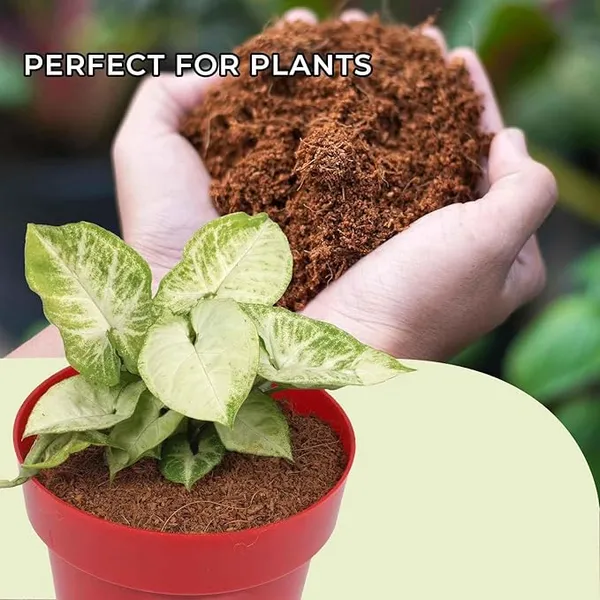 COIR_GARDEN_-_PHOSPHOBACTERIA