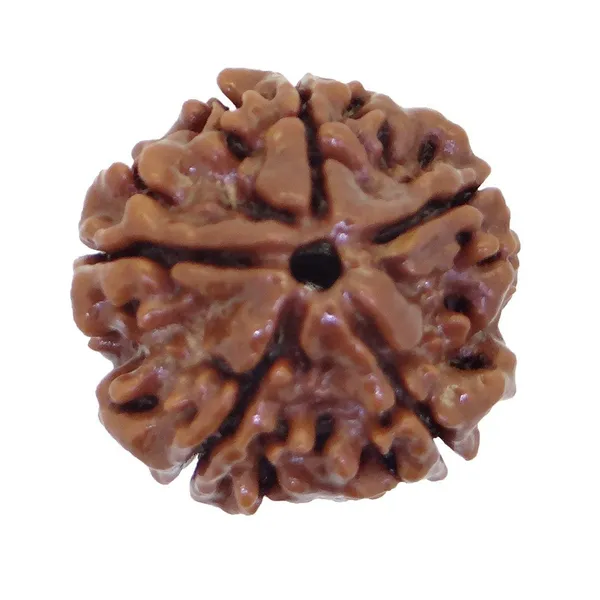 4_Mukhi_Rudraksha_Bead,_Brown,_Round,_With_Certificate,_For_Meditation_And_Spiritual_Practice