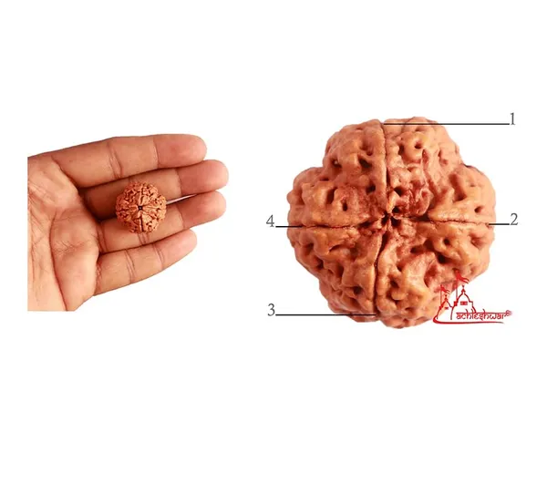 4_Mukhi_Rudraksha_Bead,_Brown,_Round,_With_Certificate,_For_Meditation_And_Spiritual_Practice