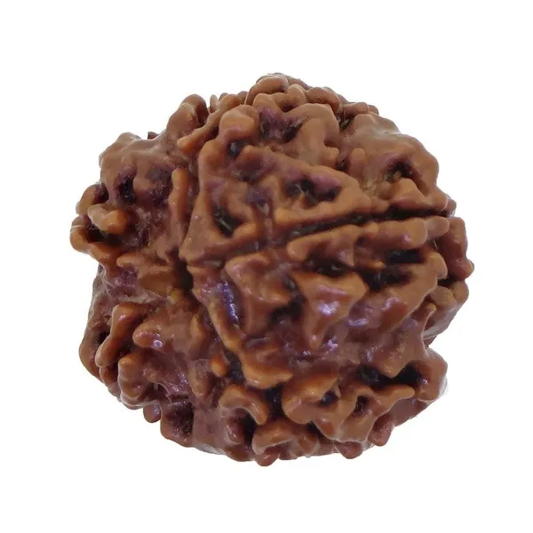 4_Mukhi_Rudraksha_Bead,_Brown,_Round,_With_Certificate,_For_Meditation_And_Spiritual_Practice