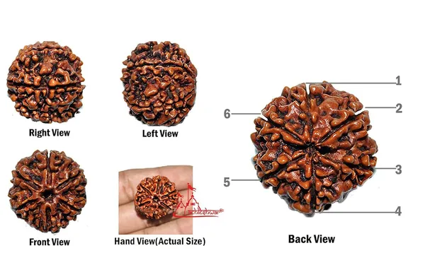 5_Mukhi_Rudraksha_Bead,_Brown,_Round,_With_Certificate,_For_Meditation_And_Spiritual_Practice,_Size_1_Inch_(2.5Cm)