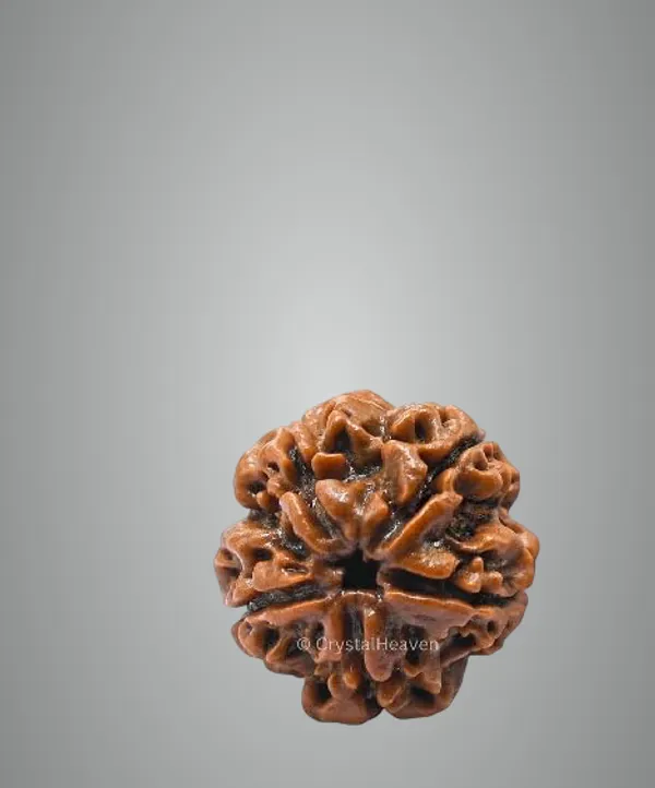 Six_Mukhi_Rudraksha_/100%_Original_Nepali_6_Mukhi_Rudraksh/Natural_6_Faced_Rudraksha_(Brown)_With_Certificate_And_Puja_Instructions