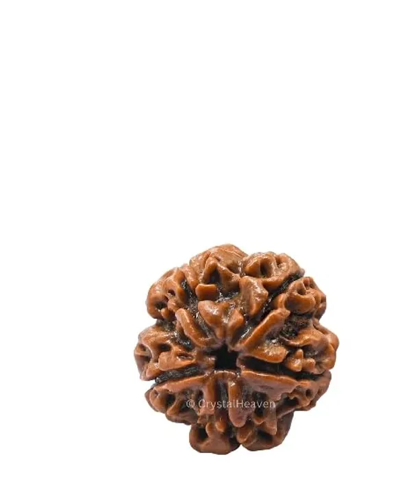 Seven_Mukhi_Rudraksha_/100%_Original_Nepali_7_Mukhi_Rudraksh/Natural_7_Faced_Rudraksha_(Brown)_With_Certificate_And_Puja_Instructions