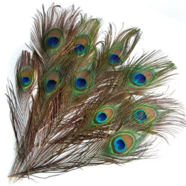 Pack_Of_5_Real_Full_Length_More_Pankh_|_Peacock_Feathers_|_(30_Inch)