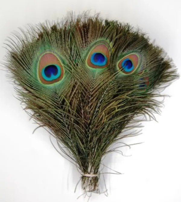 Pack_Of_5_Real_Full_Length_More_Pankh_|_Peacock_Feathers_|_(30_Inch)