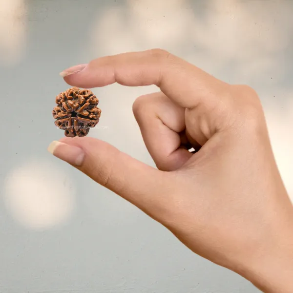 Six_Mukhi_Rudraksha_/100%_Original_Nepali_6_Mukhi_Rudraksh/Natural_6_Faced_Rudraksha_(Brown)_With_Certificate_And_Puja_Instructions