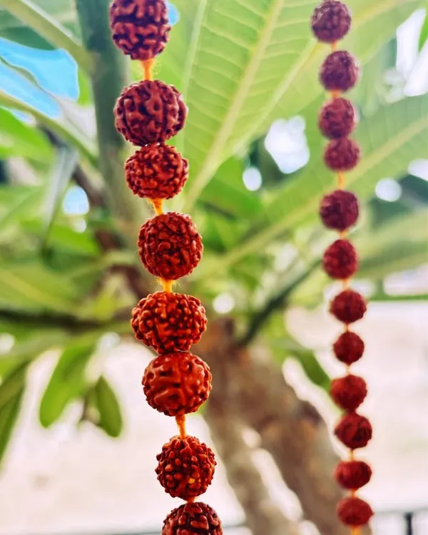 Brown_5_Mukhi_Rudraksha_Mala/Rosary_Lab_Certified_(12_Mm)_With_Premium_Gomukhi_Japa_Bag
