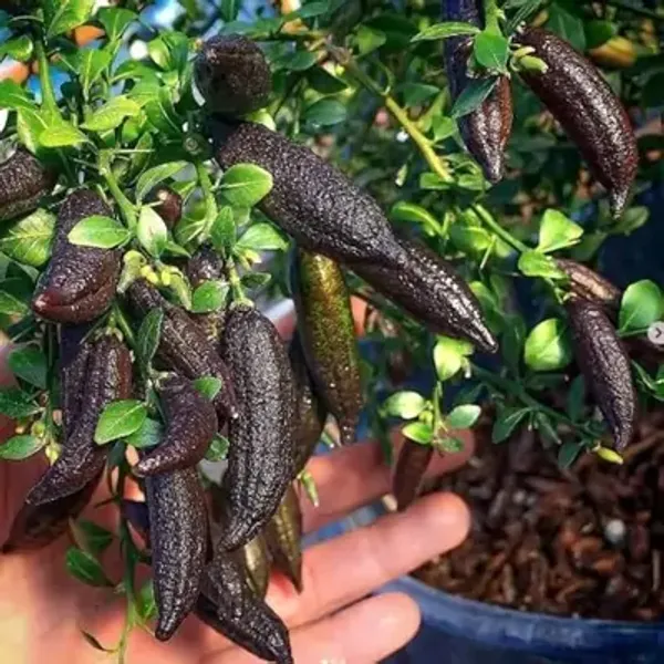 Black_Figure_Lemon_Grafted_&_Amp_Hybrid_Fruit_Plant