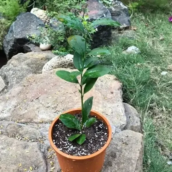 Black_Figure_Lemon_Grafted_&_Amp_Hybrid_Fruit_Plant