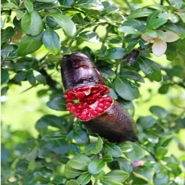 Black_Figure_Lemon_Grafted_&_Amp_Hybrid_Fruit_Plant