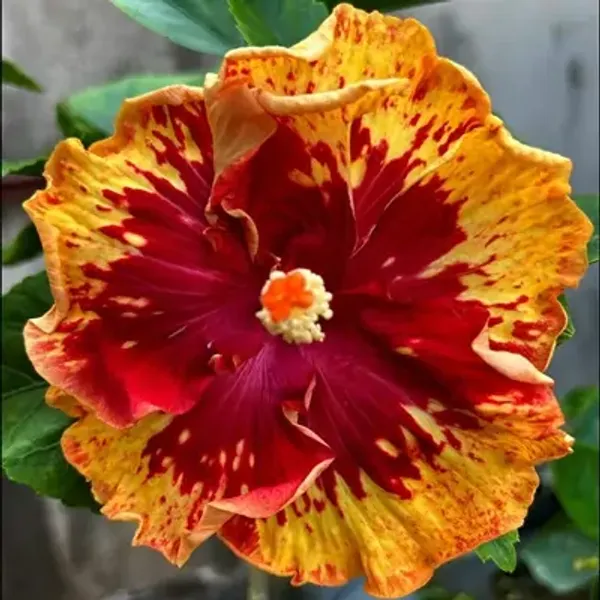 Yellow_Australian_Variety_Grafted_Hibiscus_Flower_Plant