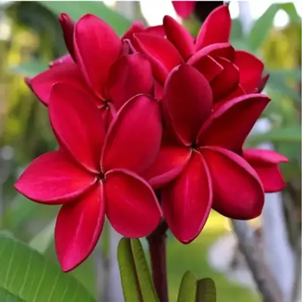 Red_Plumeria_Flower_Plant