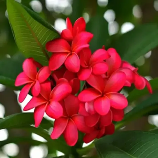 Red_Plumeria_Flower_Plant