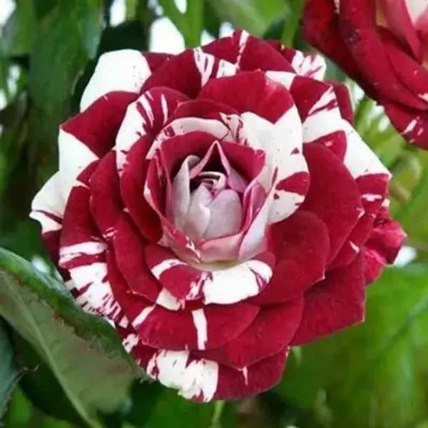 Red_&_White_Abracadabra_Rose_Flower_Plant