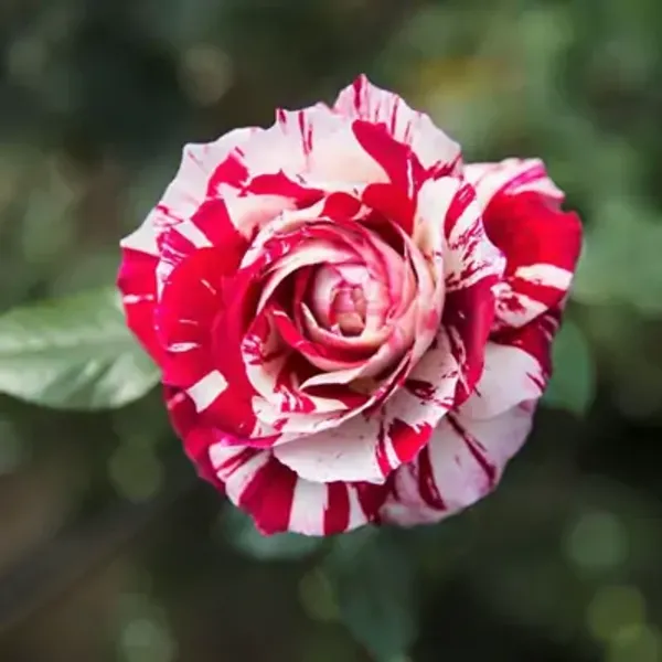 Red_&_White_Abracadabra_Rose_Flower_Plant