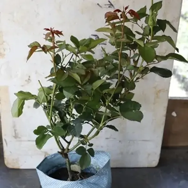 Red_&_White_Abracadabra_Rose_Flower_Plant