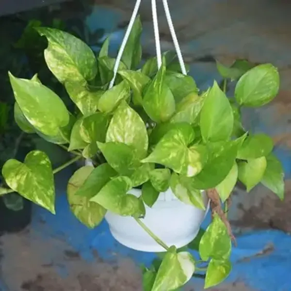 Green_Premium_Perfect_For_Adding_Beauty_Money_Plant