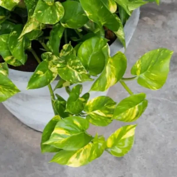 Green_Premium_Perfect_For_Adding_Beauty_Money_Plant