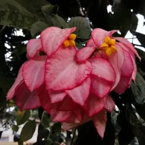 Pink_Mussaenda_Philippica_Flower_Plant