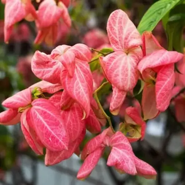 Pink_Mussaenda_Philippica_Flower_Plant
