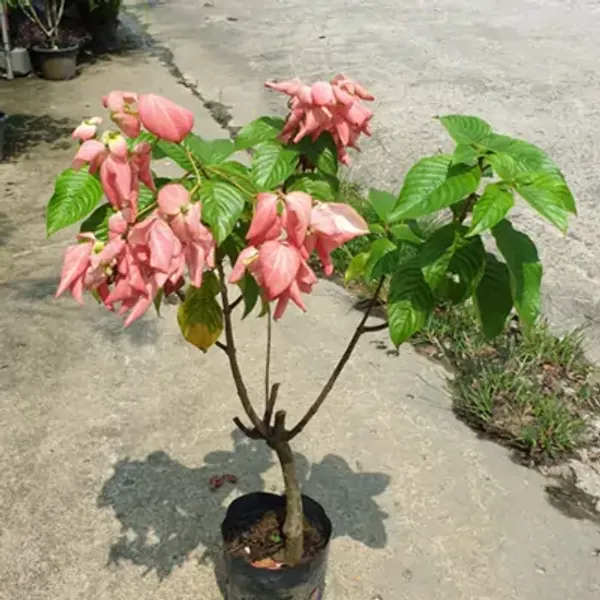 Pink_Mussaenda_Philippica_Flower_Plant