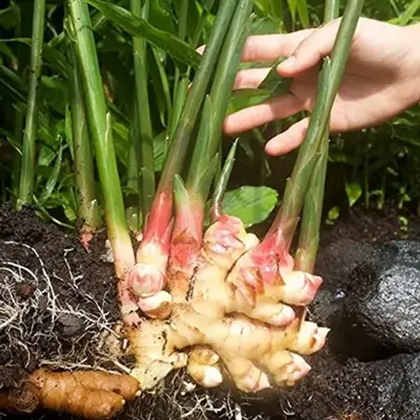 Brown_Perfect_For_Adding_Beauty_Ginger_Plant_Adrak