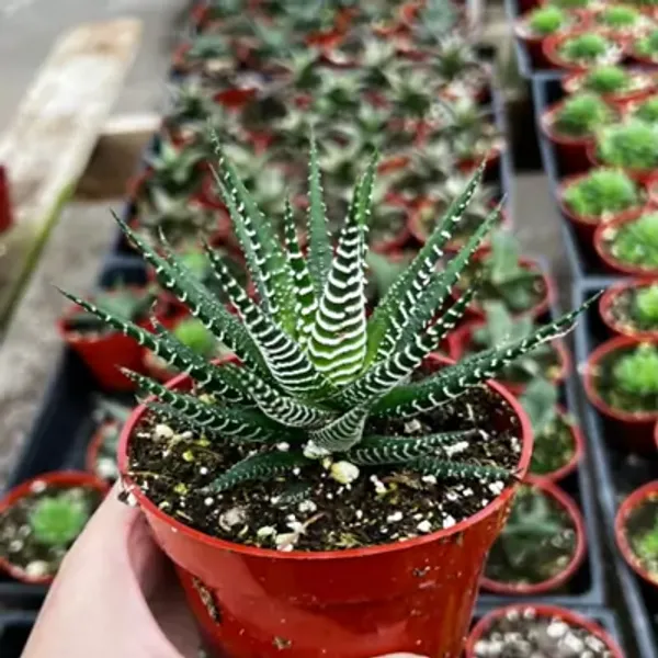 Green_Zebra_Haworthia_Fascista_Rare_Succulent_Live_Plant