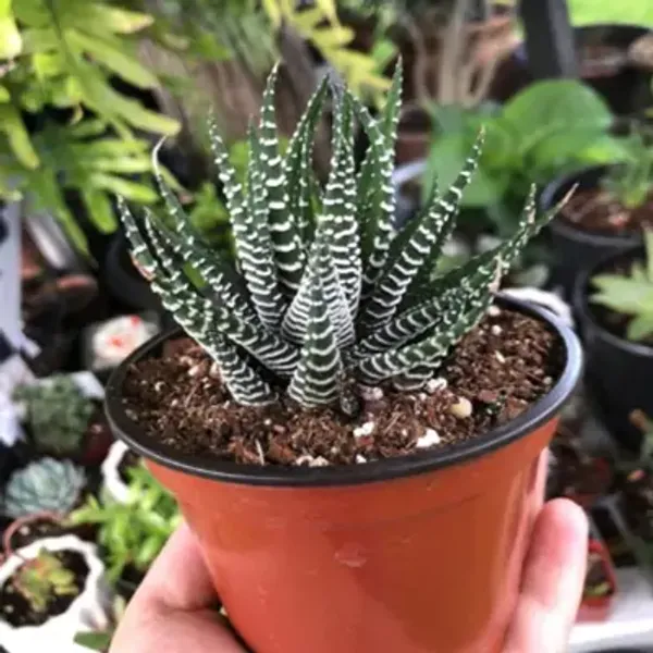 Green_Zebra_Haworthia_Fascista_Rare_Succulent_Live_Plant