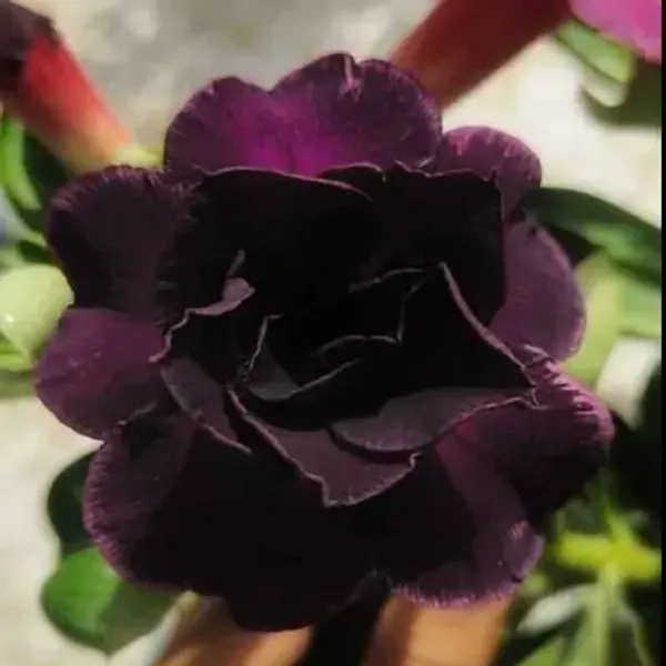 Purple_Adenium_Rose_Variety_Live_Plant_Grafted