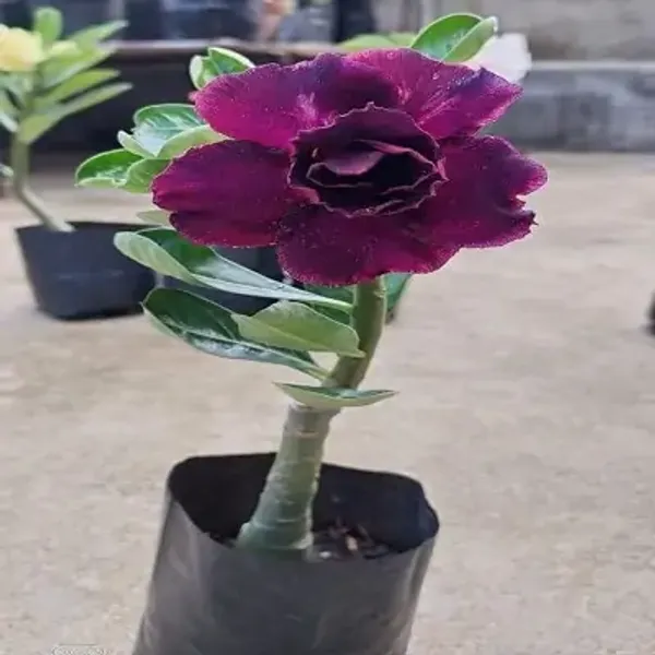 Purple_Adenium_Rose_Variety_Live_Plant_Grafted