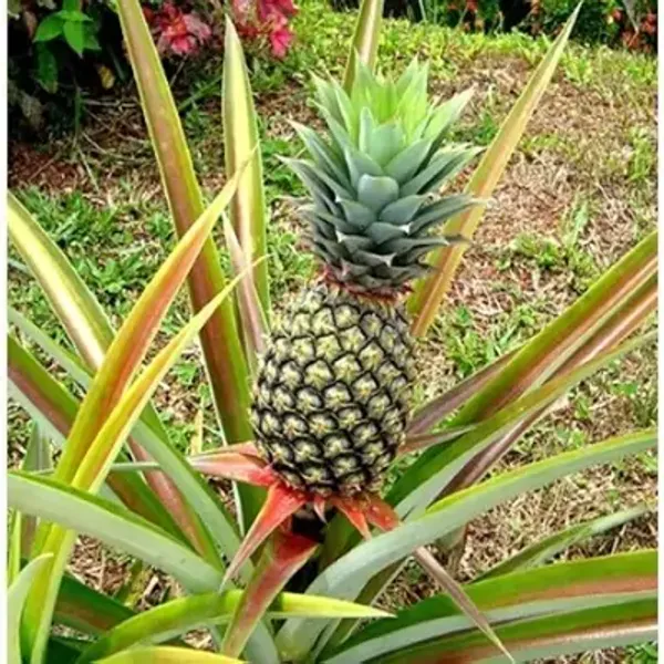 Green_Pineapple_Fruit_Plant