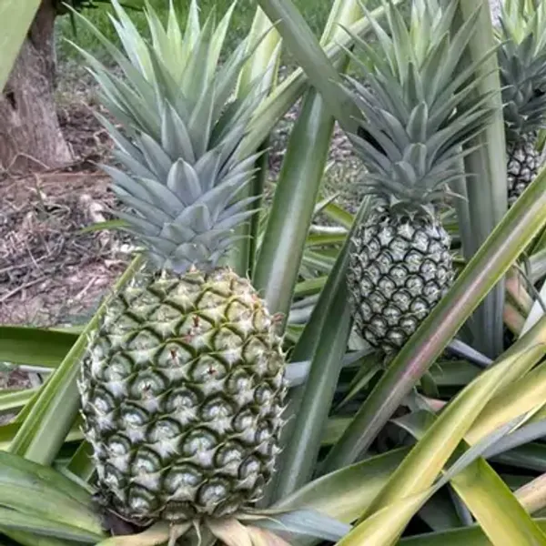 Green_Pineapple_Fruit_Plant