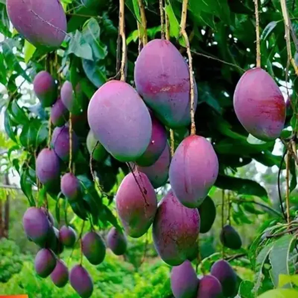 Purple_Palmer_Mango_Grafted_Fruit_Plant
