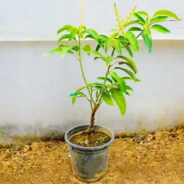 Purple_Palmer_Mango_Grafted_Fruit_Plant